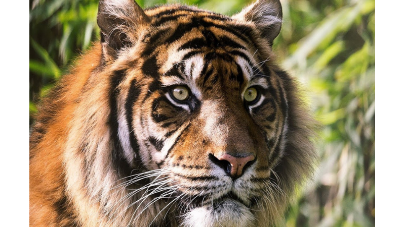 GECELERİ BİLE AVLANABİLEN KAPLANLARIN AZ BİLİNEN İLGİNÇ ÖZELLİKLERİ