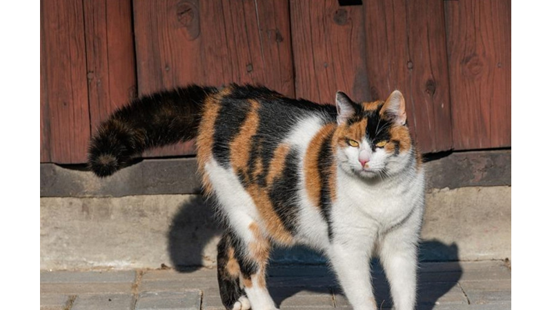 ÜÇ RENKLİ KEDİLER CALICOLAR HAKKINDA 10 İLGİNÇ GERÇEK