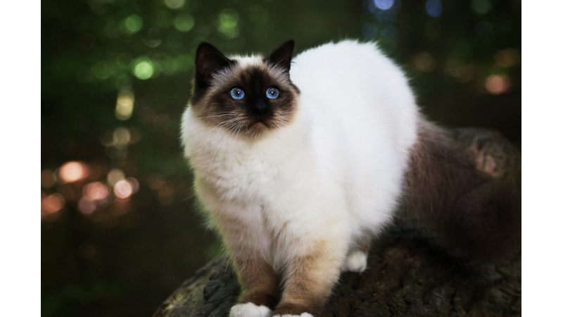 THE 10 MOST WARM AND DOMINANT CAT BREEDS ACCORDING TO SCIENCE