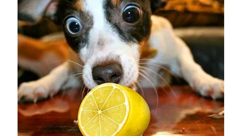 KEDİ VE KÖPEKLERİN KESİNLİKLE YEMEMESİ GEREKEN 13 YİYECEK
