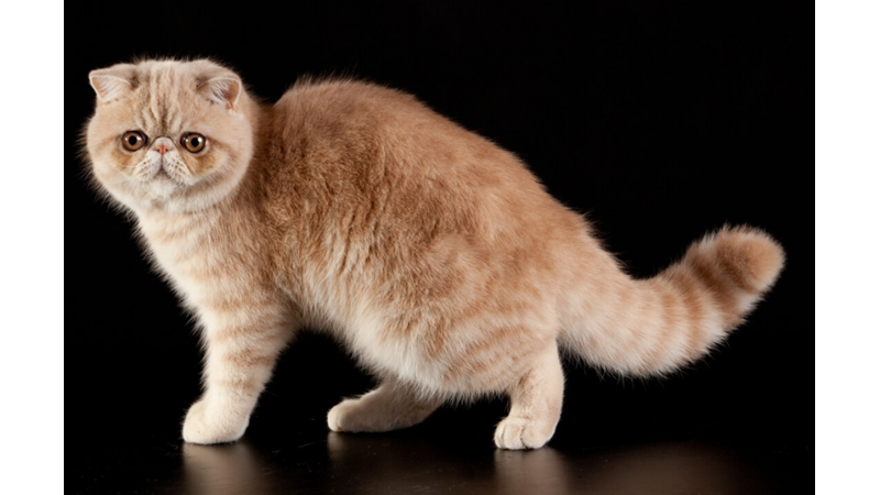BİLİME GÖRE EN SICAKKANLI VE UYSAL 10 KEDİ CİNSİ