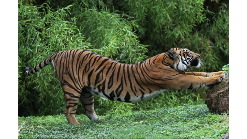 GECELERİ BİLE AVLANABİLEN KAPLANLARIN AZ BİLİNEN İLGİNÇ ÖZELLİKLERİ