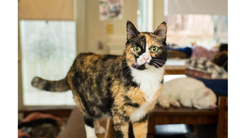 ÜÇ RENKLİ KEDİLER CALICOLAR HAKKINDA 10 İLGİNÇ GERÇEK