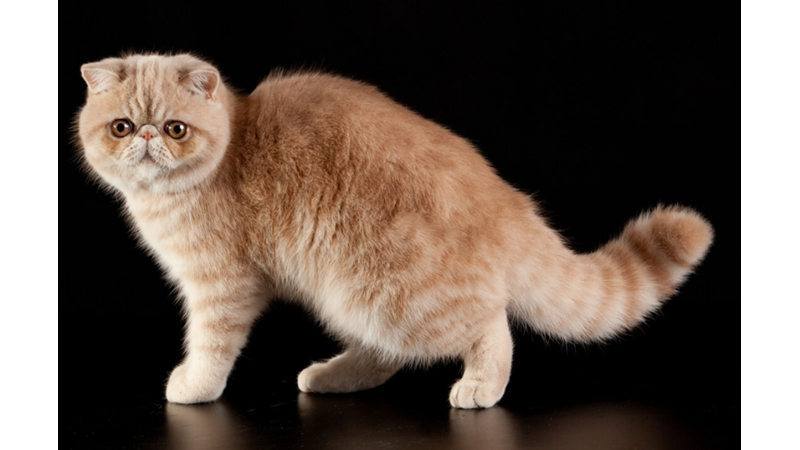 THE 10 MOST WARM AND DOMINANT CAT BREEDS ACCORDING TO SCIENCE