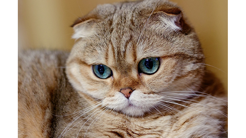 BİLİME GÖRE EN SICAKKANLI VE UYSAL 10 KEDİ CİNSİ