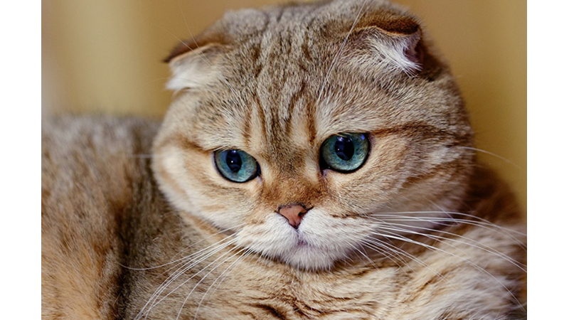 THE 10 MOST WARM AND DOMINANT CAT BREEDS ACCORDING TO SCIENCE