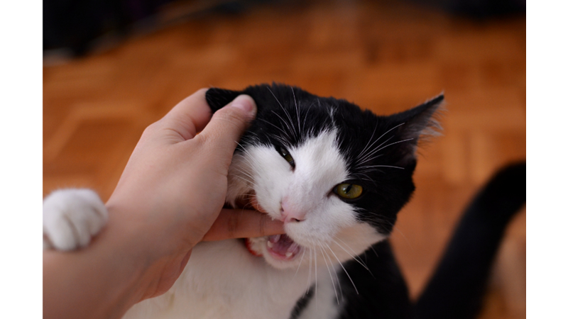 KEDİLERİMİZDEN ÖĞRENMEMİZ GEREKEN 10 HAYAT FELSEFESİ -Friendz10