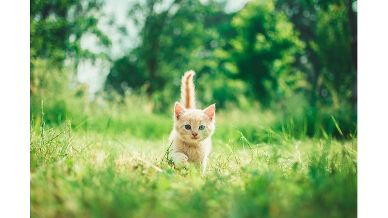KEDİLER PATEN KAYSA -Friendz10