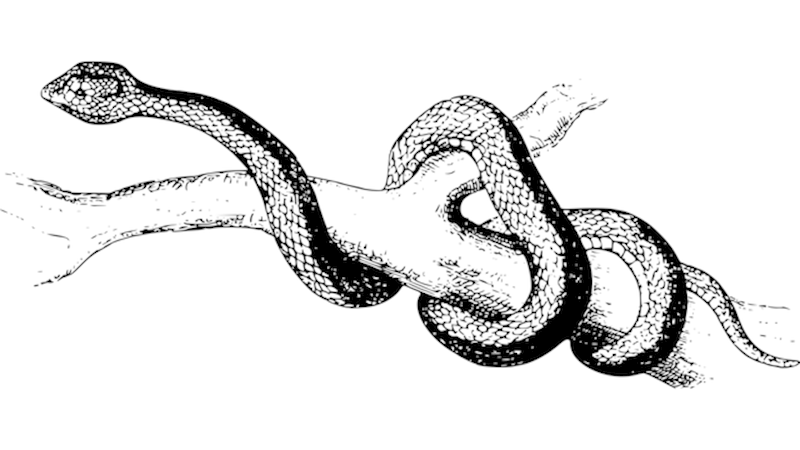 Kültürel İnanç Sembolü: Yılan (XI)