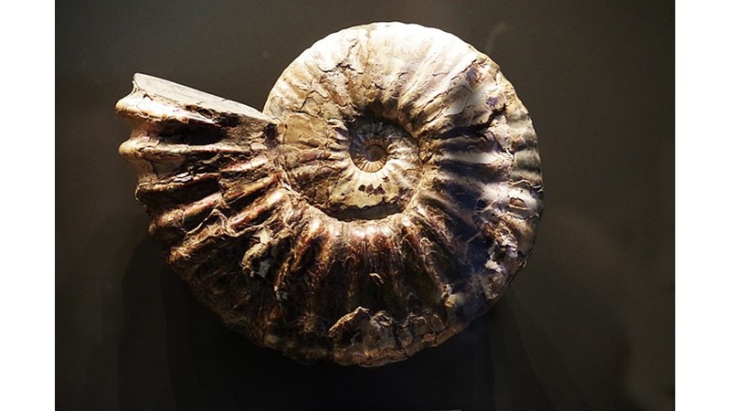 Otuz Altı Milyon Yıllık Fosil