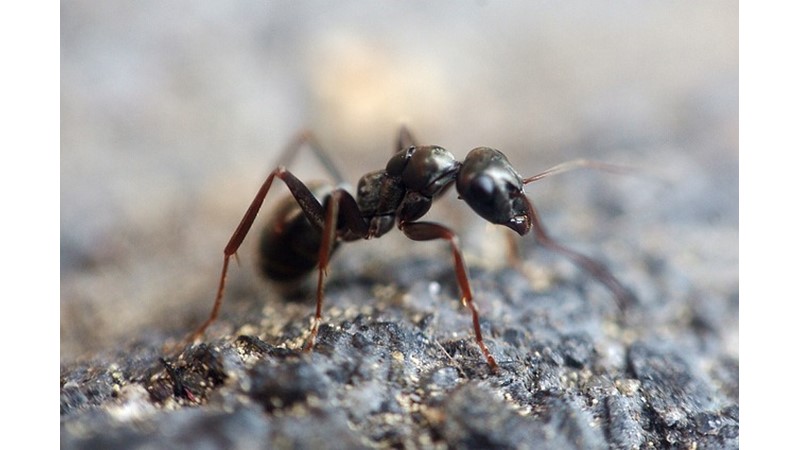 Karınca Yaşamı