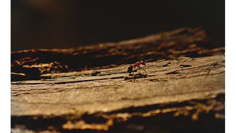 Karıncaların Kurduğu Yaşam