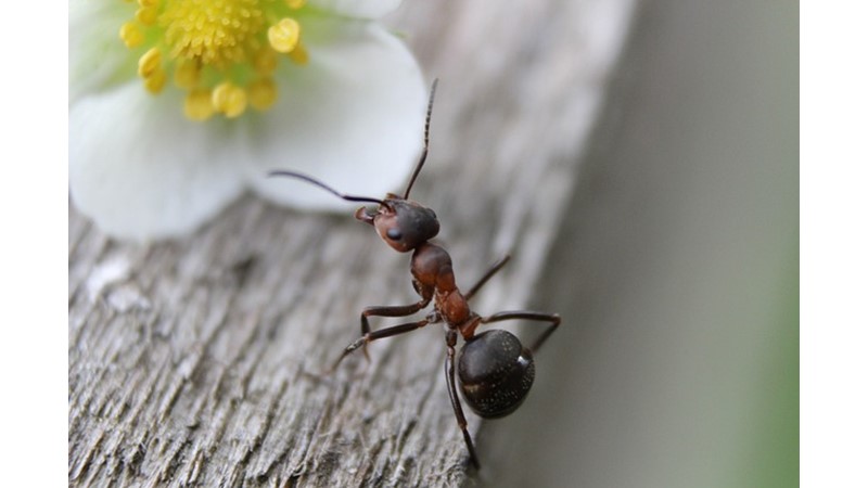 Karınca Yaşamı
