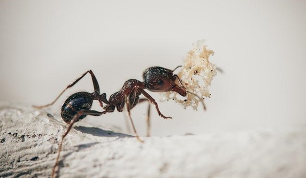 Erkek Bireysiz Karıncalar (II)