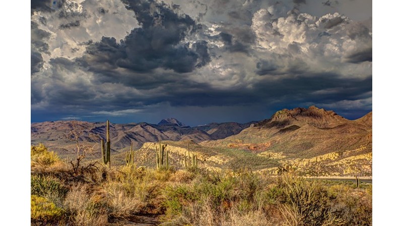 Çöllerin Bekçileri Kaktüsler