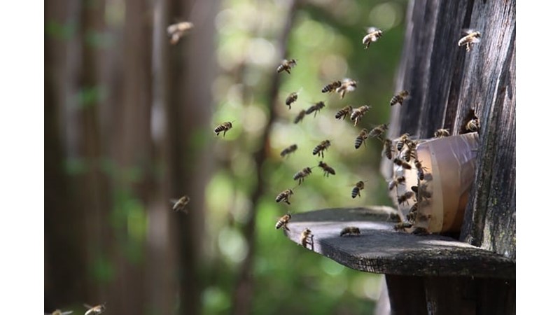 Dünya'nın Yuvarlaklığını Fark Eden İlk Canlı