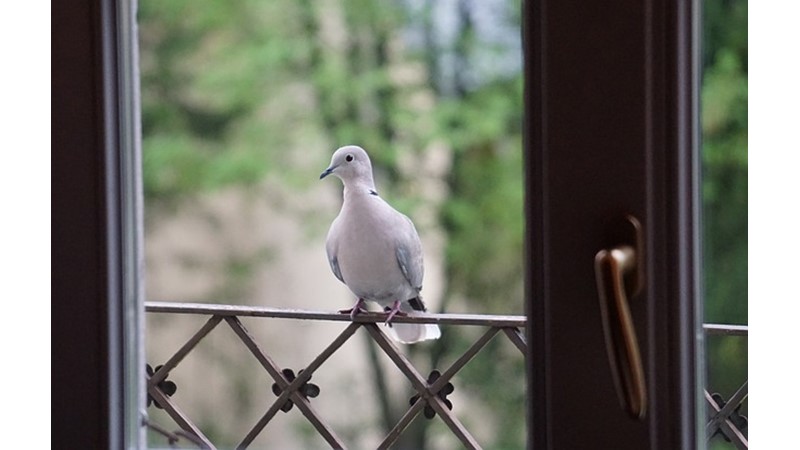 Posta Güvercini Yetiştirmek