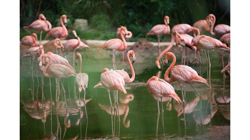 Flamingolar Neden Pembedir? 