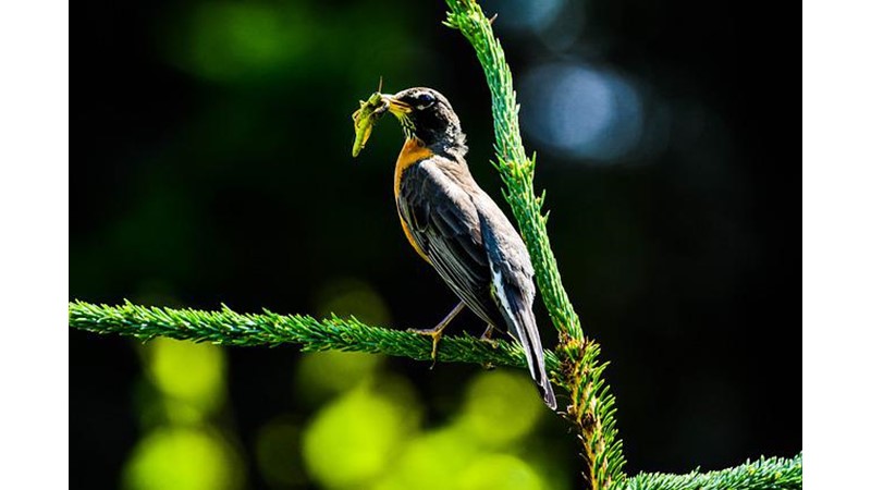 Kuşlar ve Organik Gıdalar