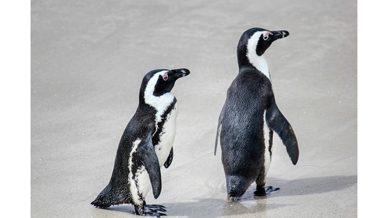 Çok Yaşlı Penguen