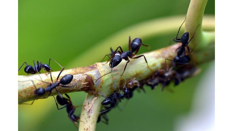 Erkek Bireysiz Karıncalar