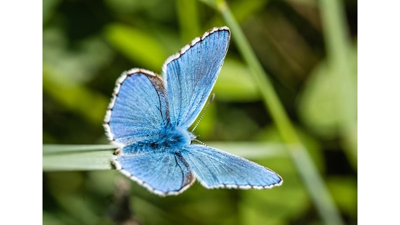 Güneş Enerjisi Panelleri ve Kelebekler