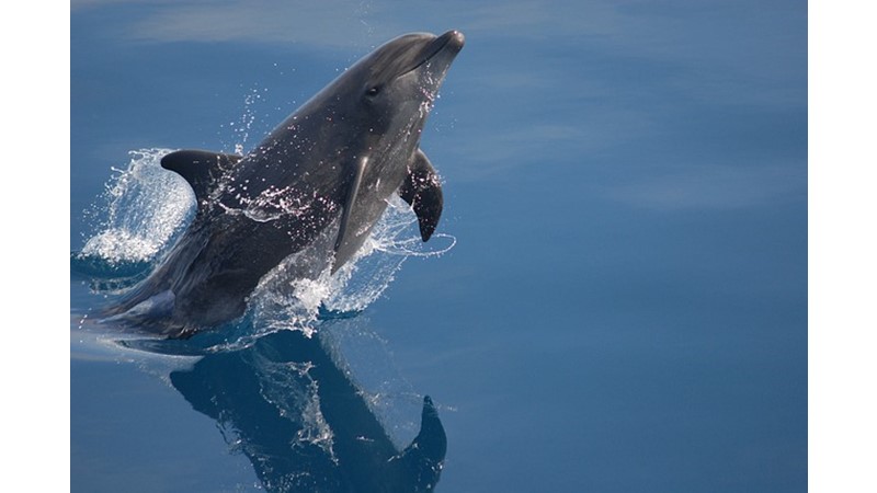 Yunuslar Aslında Ne İçer? (II)