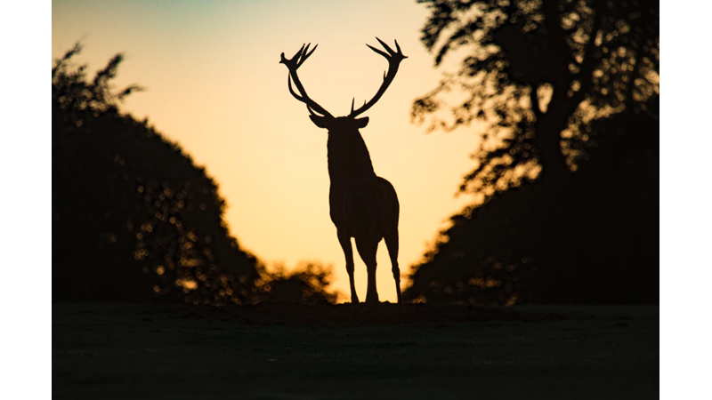 DÜNYA SADECE İNSANLARIN DEĞİL ONLARIN DA EVİ: 4 EKİM HAYVANLARI KORUMA GÜNÜ - Friendz10