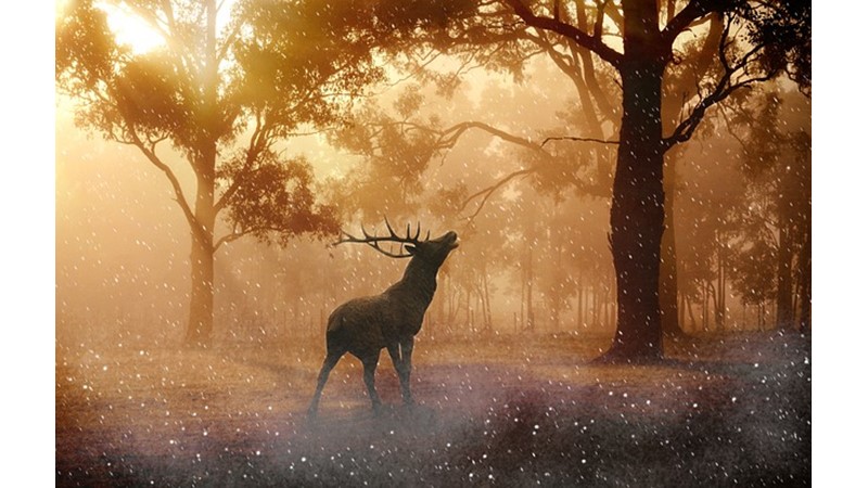 Hayvanlara Neden Kutsiyet Atfedildi?