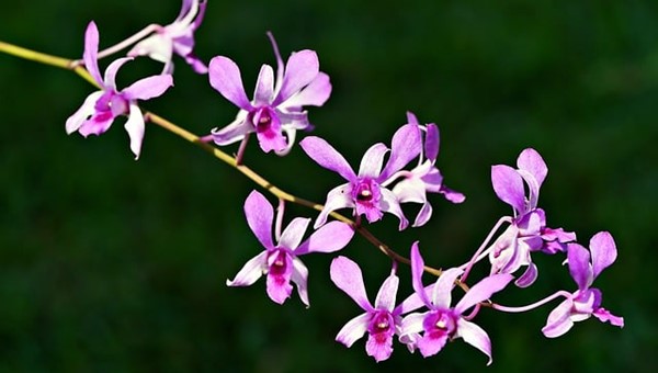 Orkide Mucizesi Sahlep