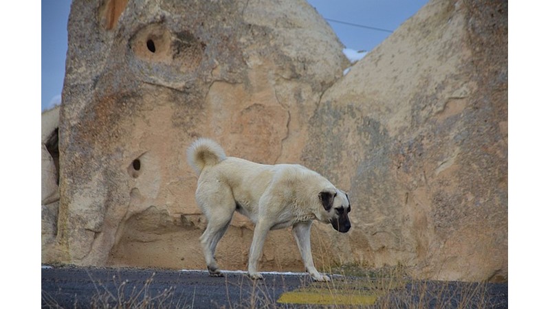 Kangal Bakımı