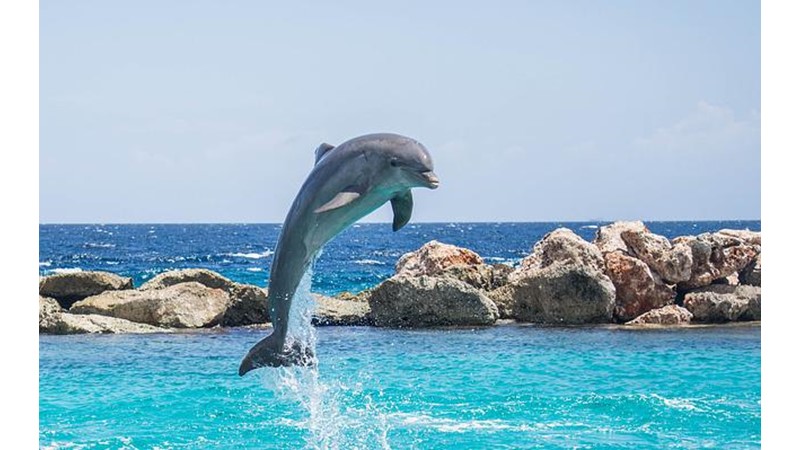 Yunuslar Aslında Ne İçer? (II)