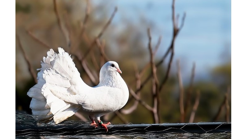 POSTA GÜVERCİNLERİNİN ÖNEMLİ BAKIM ZAMANLARI
