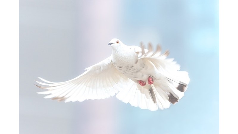 Minyatür Hat Eserlerindeki Kanat Sesleri