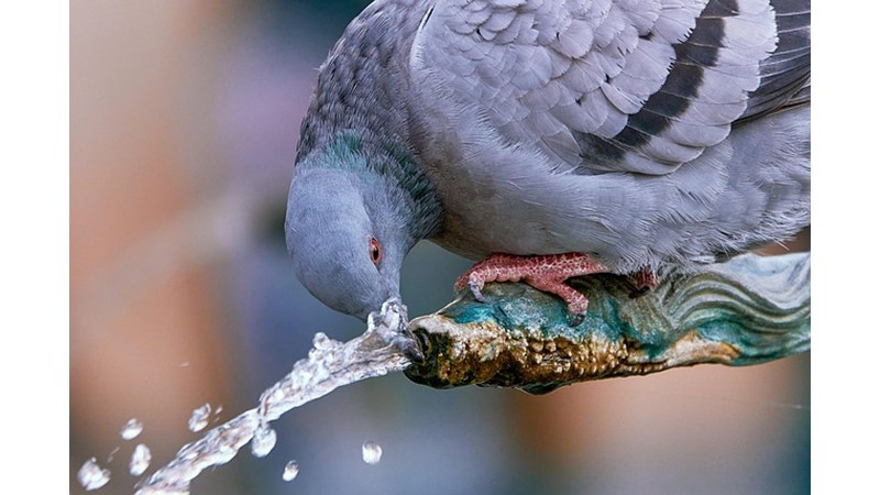 POSTA GÜVERCİNLERİ VE MANYETİZMA