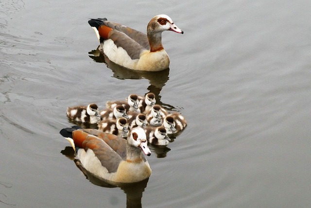 Aile Bağları
