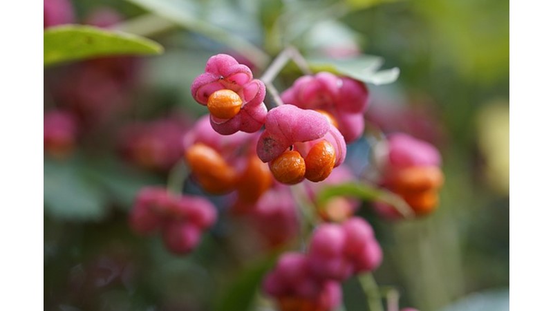 Otuz Bin Yıllık Çiçek