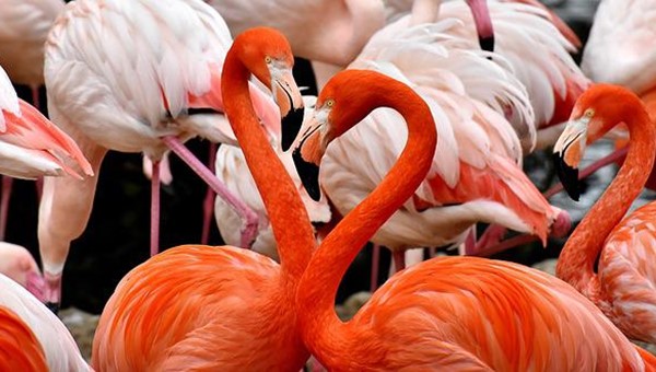 Flamingolar Neden Pembedir? 