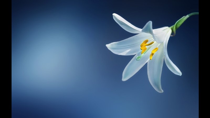 30.000 Yıl Sonra Yaşayan Çiçek – Friendz10