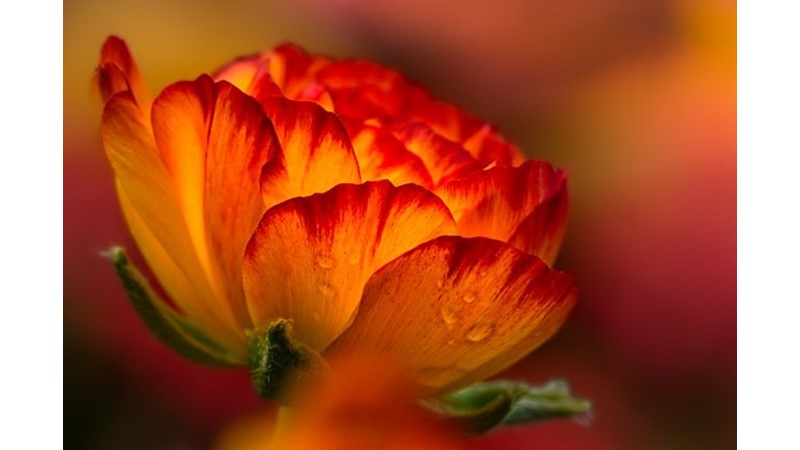 Hayat Pervazına Bir Çiçek - Friendz10