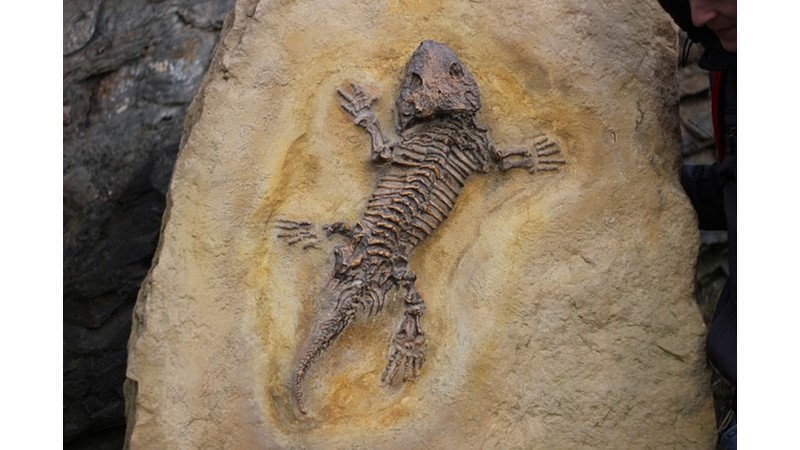 Fosiller ve Hayal Gücümüz