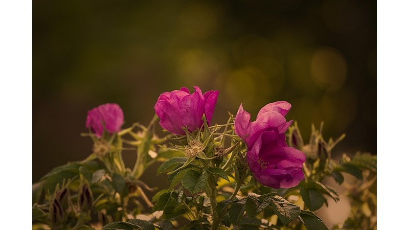 Otuz Bin Yıllık Çiçek