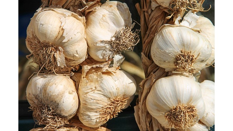 Sarımsak ve Antik Dönem