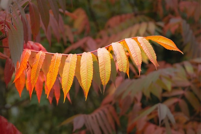 Galileo'nun Mantığı