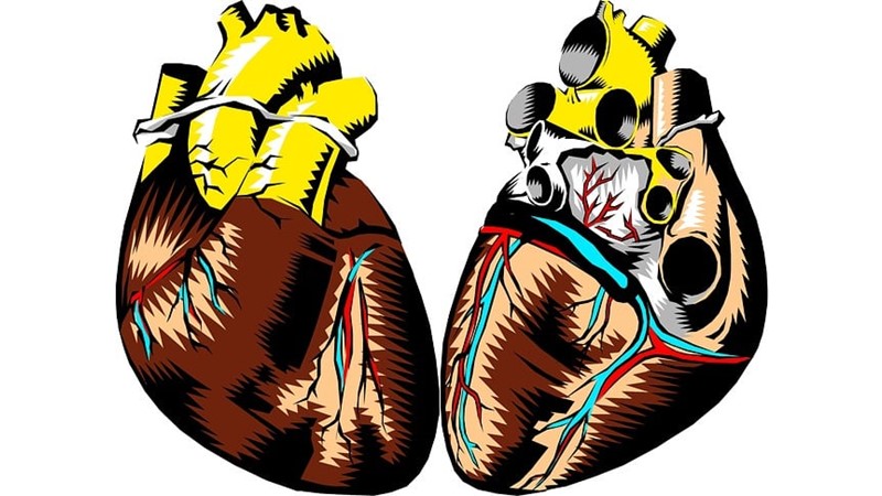 Kalp Dokusu Yenilenebilir Mi?