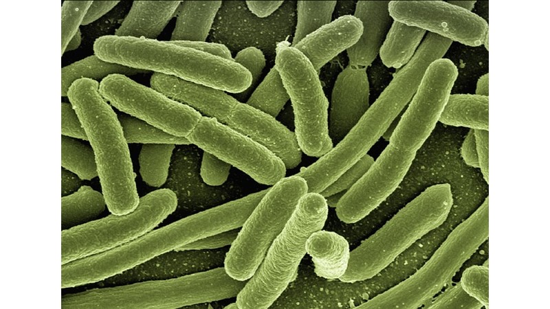 Fedakar Bakteriler