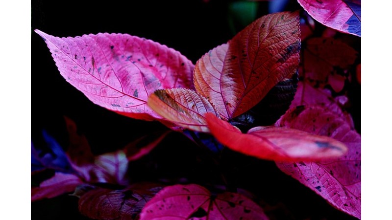 Tuzlu Su ve Bitkiler