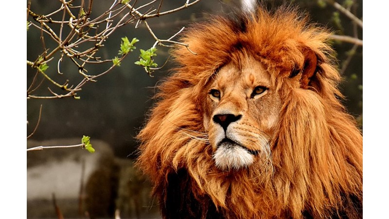 Anadolu'nun Aslanları