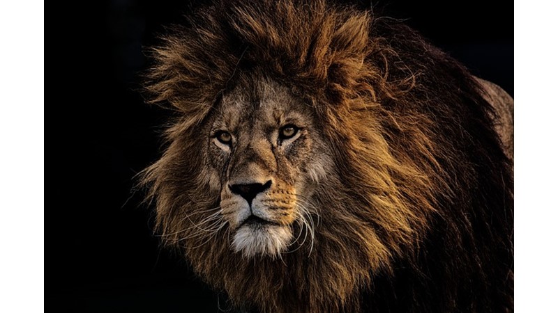 Anadolu'nun Aslanları