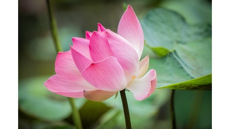 Çiçekli Bitkilerin Hayatımıza Etkileri